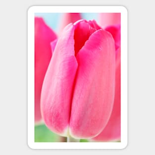 Tulipa  'Barcelona'  AGM  Tulip  Triumph Group Sticker